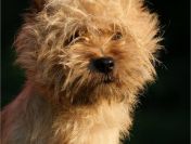 Cairn Terrier- rodowodowe (ZKwP/FCI) szczenięta po wybitnych rodzicach.