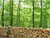 Wspolpraca.Drewno 15 zl/m3.Produkcja europalet,desek,biomasy,pelletu,brykietu
