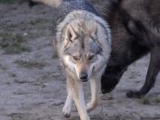 Wilczak Czechosłowacki - wystawowe szczenięta