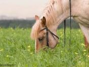 Ukraina.Sprzedam stajnia na dzialce 5ha za cene 5000zl.Konie 3zl/kg