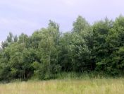 Działka Leśna 42ar, Glinik Charzewski