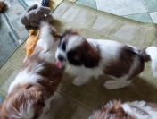 Shih tzu szczeniaczki.