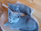 Sprzedam kocięta rasy rosyjskiej niebieskie z rod.szczep.czip
