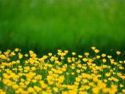 Nadzór przyrodniczy, opracowanie dokumentacji, tel. 504-746-203