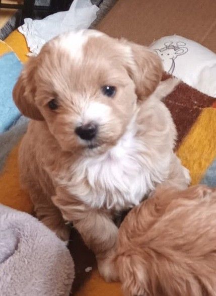 Sprzedam pieski rasy maltipoo-metryka, czip, zaszczpione Andrychów - Zdjęcie 1