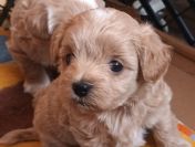 Sprzedam pieski rasy maltipoo-metryka, czip, zaszczpione