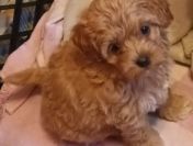 Sprzedam pieska(suczkę) rasy maltipoo-metryka, czip, zaszczepiona