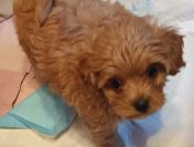 Sprzedam pieska(suczkę) rasy maltipoo-metryka, czip, zaszczepiona