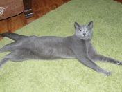 Krycie - Kocur rasy rosyjskiej niebieski z rodowodem wielopok