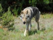 Wilczak Czechosłowacki - wystawowe szczenięta