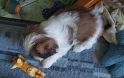 Shih tzu szczeniaczki. Cieszyn - Zdjęcie 1