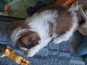 Shih tzu szczeniaczki.